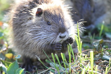 Coypu (Myocastor coypus) in Japan