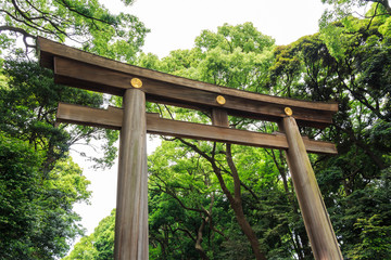 Torii (Entrance gate) and tree in temple area ,Japan