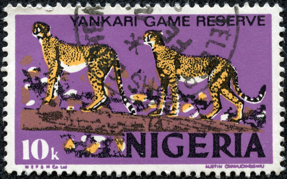 stamp printed in Nigeria shows African Leopards