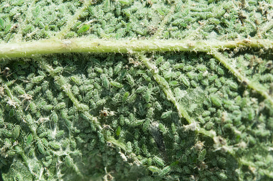 aphid on green leaf