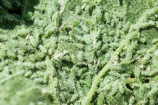 aphid on green leaf