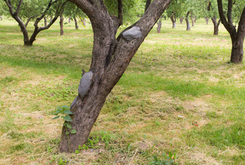 Obraz premium landscape in an apple orchard