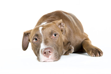 Lazy Dog Isolated on White