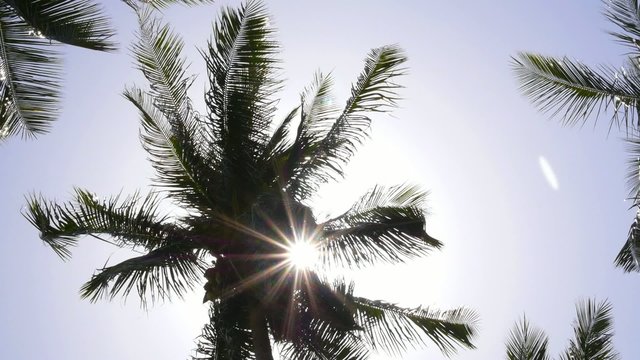Sun Rays through Coconut Palm Tree. Slow Motion.