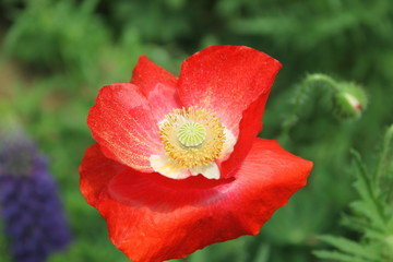 Fototapeta premium ケシの花