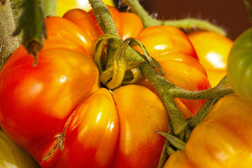 Makro einer großen Fleischtomaten im Garten