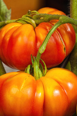 Coeur de Boeuf Tomaten kurz vor der Ernte