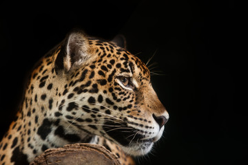 Fototapeta na wymiar Jaguar portrait