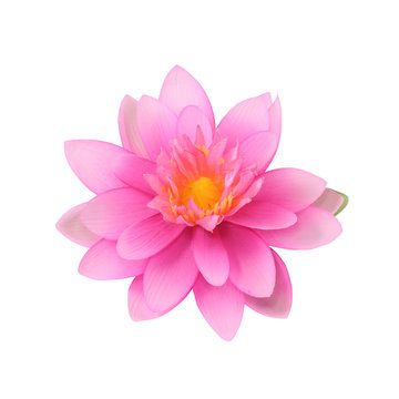 Beautiful lotus, Artificial flowers