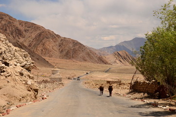 Fototapeta na wymiar Ladakh india