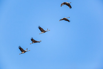Common Cranes