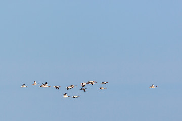 Common shelduck in the sky