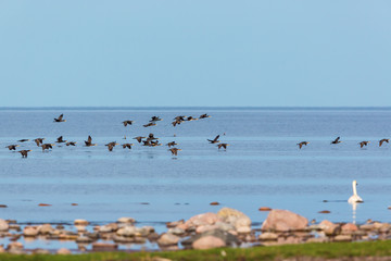 Bird migration with Great Commaran