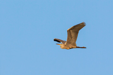 Grey Heron fly