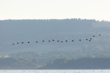 Mallards ducks flying