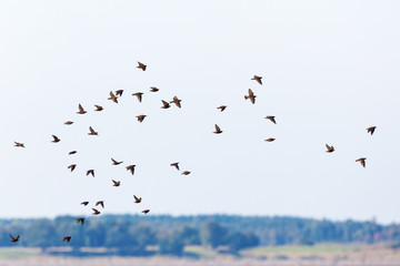 Flock of starlings flying