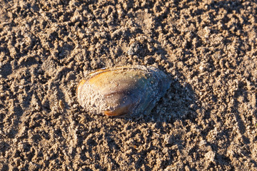 Duck mussel on the beach