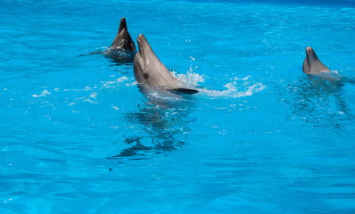 Three bottlenose dolphin fun splashing in the sea