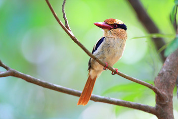 Lilac Kingfisher (Cittura cyanotis) in Sulawesi,Indonesia