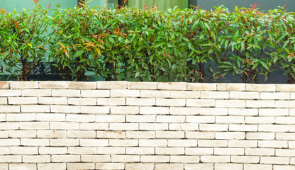 The beautiful decorative plant on the modern wall