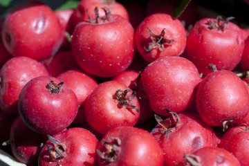 Azzeruolo Rosso - Crataegus azarolus, L. 1753
