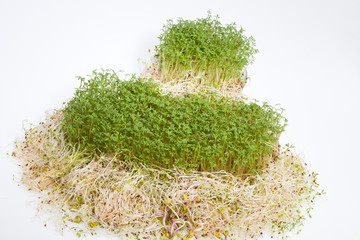 Fresh alfalfa sprouts and cress on white background