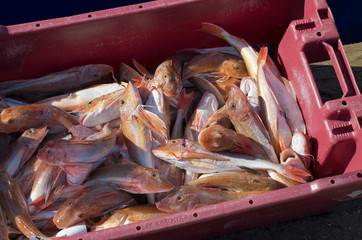 red gurnard fish