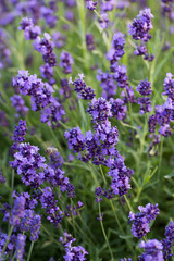 Naklejka premium Gardens with the flourishing lavender