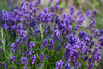 Obraz premium Gardens with the flourishing lavender