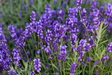 Gardens with the flourishing lavender