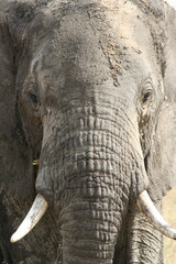 Elefante africano