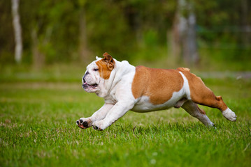 happy english bulldog running outdoors