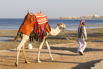 Camel on the beach