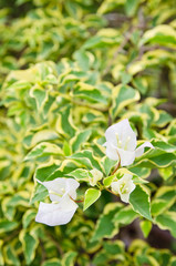 Paper flower white color blossom closeup