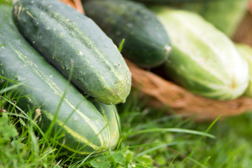 frisch geerntete Gurken in einem Korb
