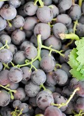Uva nera, dettaglio