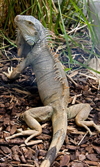 Green iguana