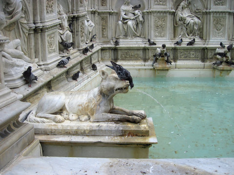 Pigeons are drinking water from the fountain in Siena. Detail of