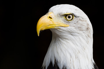 American Bald Eagle - obrazy, fototapety, plakaty