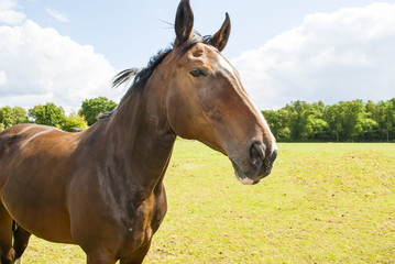 Obraz premium Horse Portrait