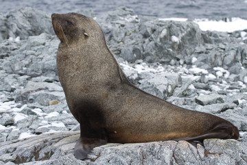 Obraz premium fur seal which lies on the stones of the rocky island