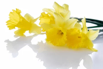 Foto op Aluminium schoonheid, narcis, decoratie, bloem, vers, geel © jurewicz