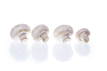 mushrooms champignons with shadow arranged in line on white back