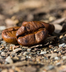 Closeup of coffee beans. Coffee bean on ground background.