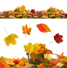 verschiedene blätter