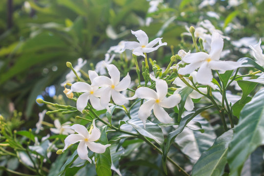 White Sampaguita Jasmine or Arabian Jasmine