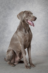 Shorthaired Weimaraner dog, three years old