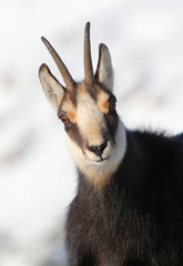 Chamois - rupicapra, detail view © TTstudio