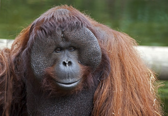 Bornean orangutan © Mikhail Blajenov