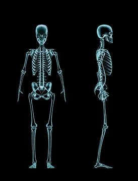 Female skeleton full body x-ray